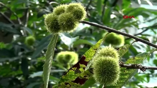 Rize karadeniz'de yeni uzungöl ve ayder oluşturulacak Rize karadeniz'de yeni uzungöl ve ayder oluşturulacak