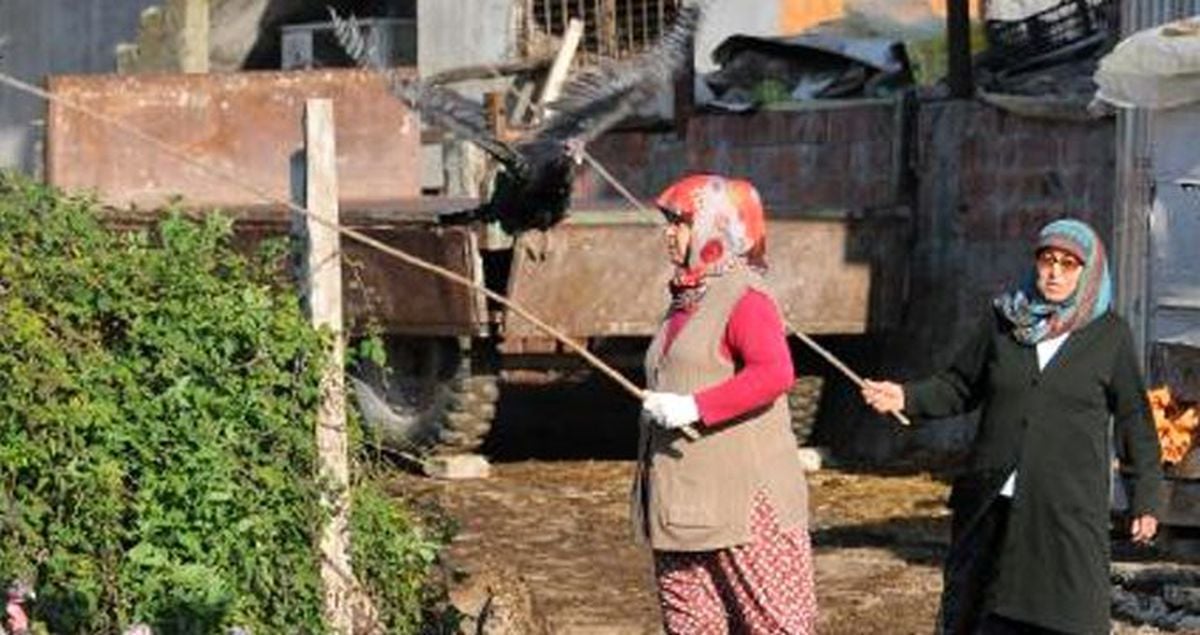 Yılbaşı öncesi Kandıra hindisine yoğun ilgi! Tanesi 250 lira