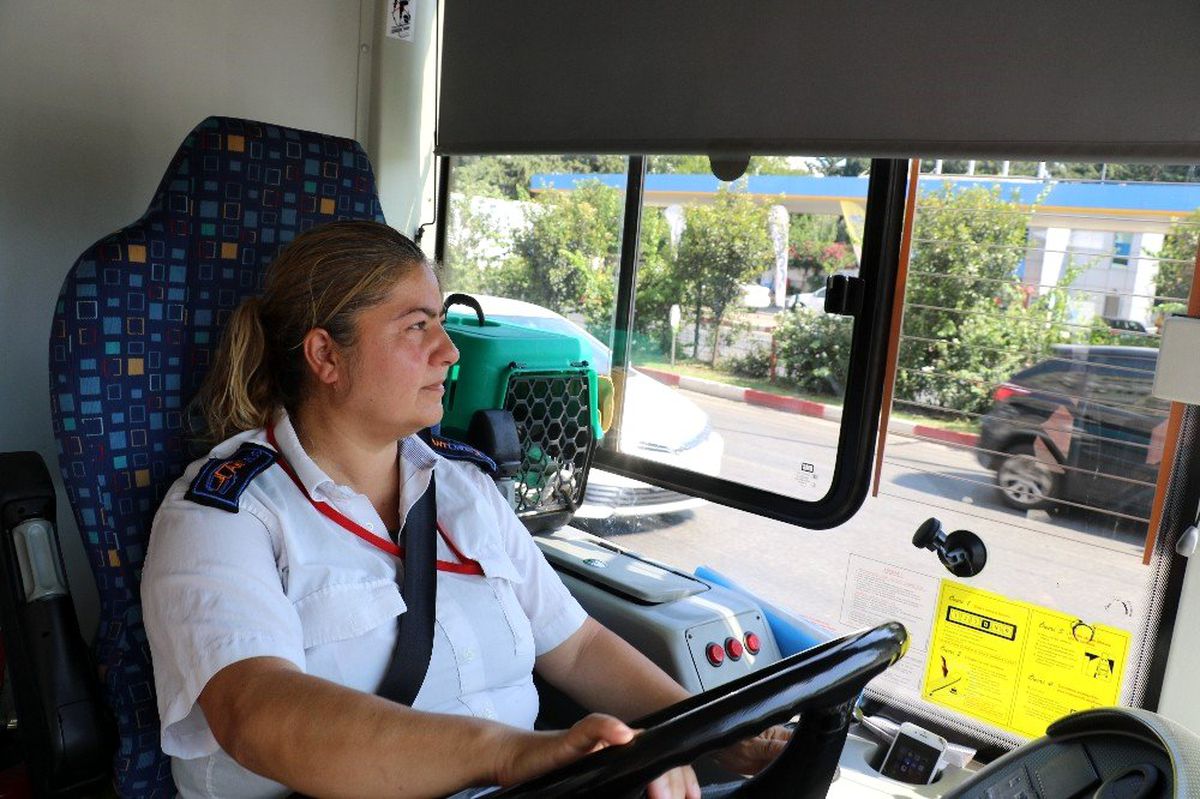 Kadın otobüs şoförü kedileri için görevinden istifa etti