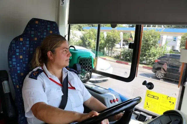 Kadın otobüs şoförü kedileri için görevinden istifa etti