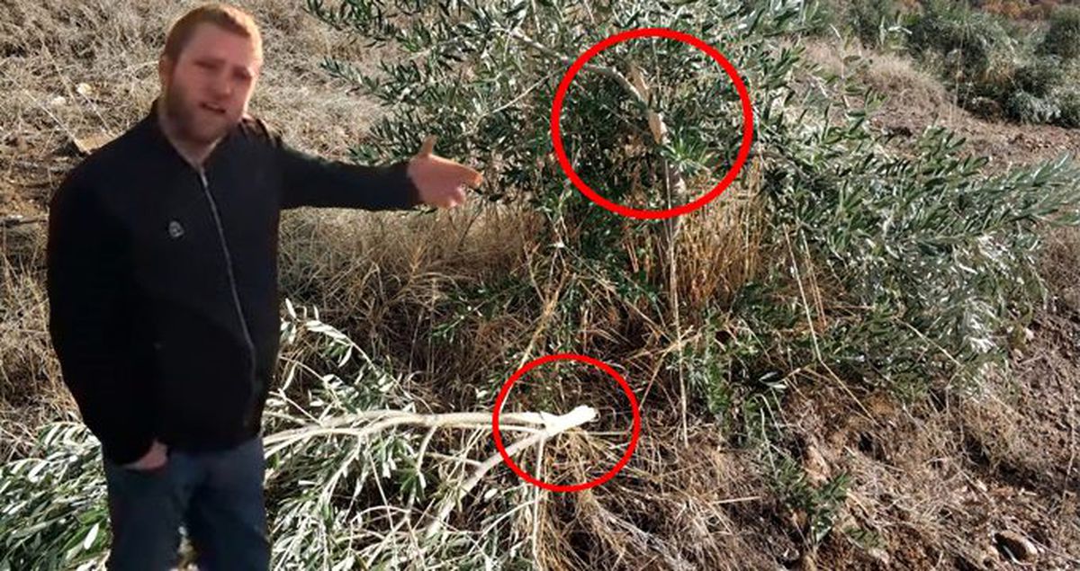 Manisa'da zeytin ağacı katliamı: 500'den fazla ağacı katlettiler