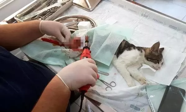 25 yıldır sokak hayvanlarının koruyucusu