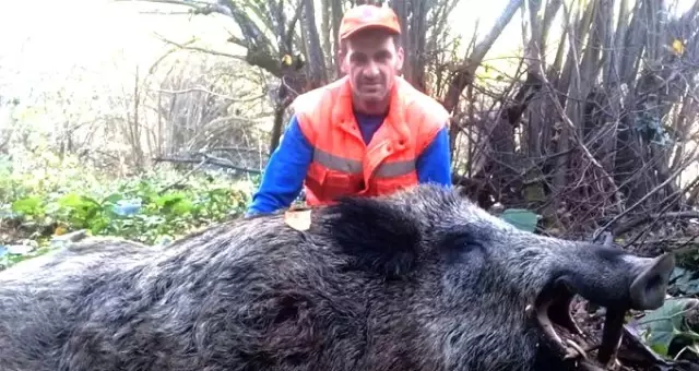 Avcılar 316 kiloluk yaban domuzu vurdular