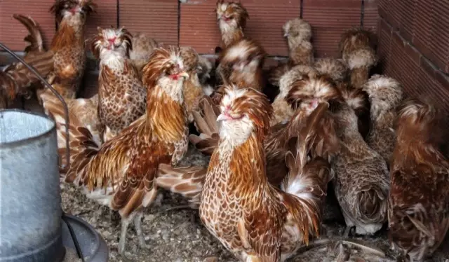 Dünyanın her yerinden süs tavuğu yumurtası getirtiyor, ürettiklerini dünyaya satıyor Dünyanın her yerinden süs tavuğu yumurtası getirtiyor, ürettiklerini dünyaya satıyor