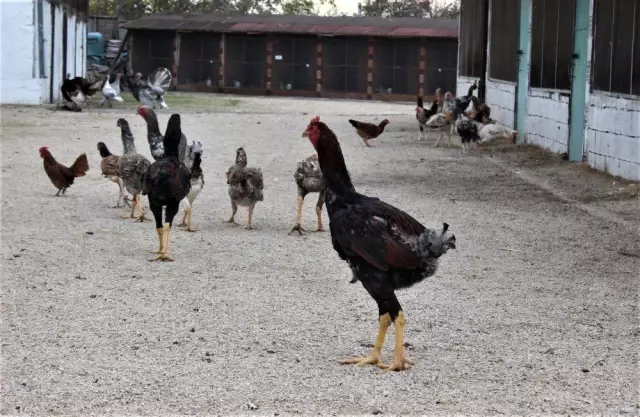 Dünyanın her yerinden süs tavuğu yumurtası getirtiyor, ürettiklerini dünyaya satıyor Dünyanın her yerinden süs tavuğu yumurtası getirtiyor, ürettiklerini dünyaya satıyor