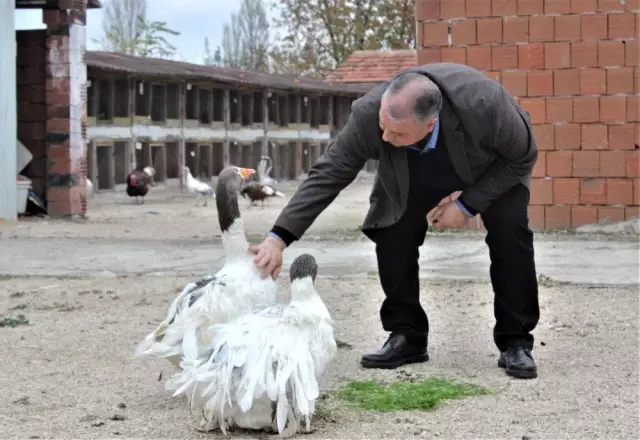 Dünyanın her yerinden süs tavuğu yumurtası getirtiyor, ürettiklerini dünyaya satıyor Dünyanın her yerinden süs tavuğu yumurtası getirtiyor, ürettiklerini dünyaya satıyor