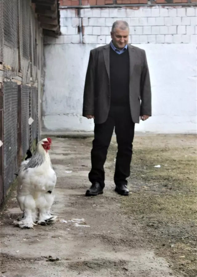 Dünyanın her yerinden süs tavuğu yumurtası getirtiyor, ürettiklerini dünyaya satıyor Dünyanın her yerinden süs tavuğu yumurtası getirtiyor, ürettiklerini dünyaya satıyor