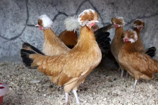 Dünyanın her yerinden süs tavuğu yumurtası getirtiyor, ürettiklerini dünyaya satıyor Dünyanın her yerinden süs tavuğu yumurtası getirtiyor, ürettiklerini dünyaya satıyor