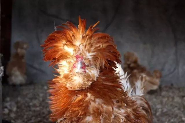 Dünyanın her yerinden süs tavuğu yumurtası getirtiyor, ürettiklerini dünyaya satıyor Dünyanın her yerinden süs tavuğu yumurtası getirtiyor, ürettiklerini dünyaya satıyor