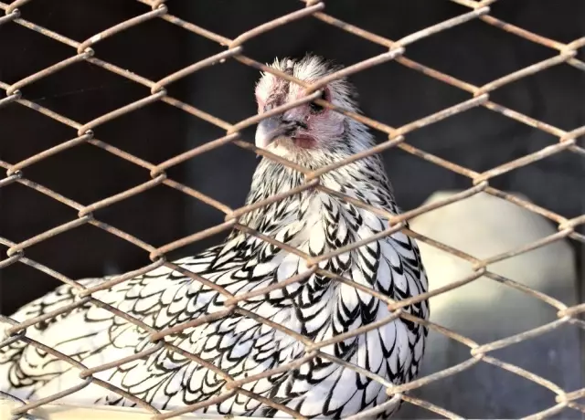 Dünyanın her yerinden süs tavuğu yumurtası getirtiyor, ürettiklerini dünyaya satıyor Dünyanın her yerinden süs tavuğu yumurtası getirtiyor, ürettiklerini dünyaya satıyor