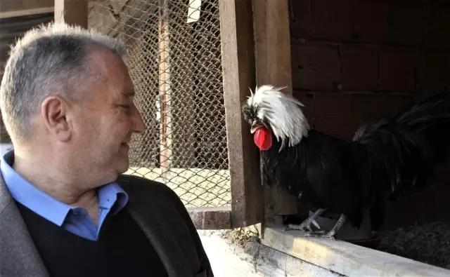 Dünyanın her yerinden süs tavuğu yumurtası getirtiyor, ürettiklerini dünyaya satıyor Dünyanın her yerinden süs tavuğu yumurtası getirtiyor, ürettiklerini dünyaya satıyor