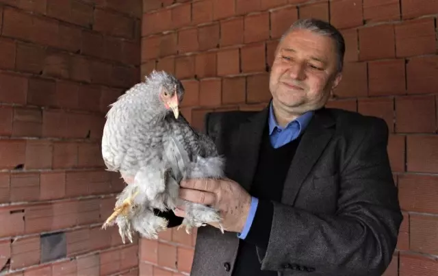 Dünyanın her yerinden süs tavuğu yumurtası getirtiyor, ürettiklerini dünyaya satıyor Dünyanın her yerinden süs tavuğu yumurtası getirtiyor, ürettiklerini dünyaya satıyor