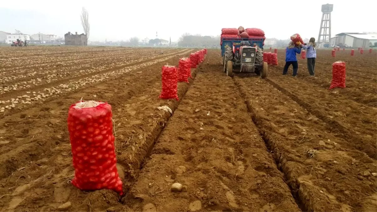 Patates üreticisi fiyattan memnun değil