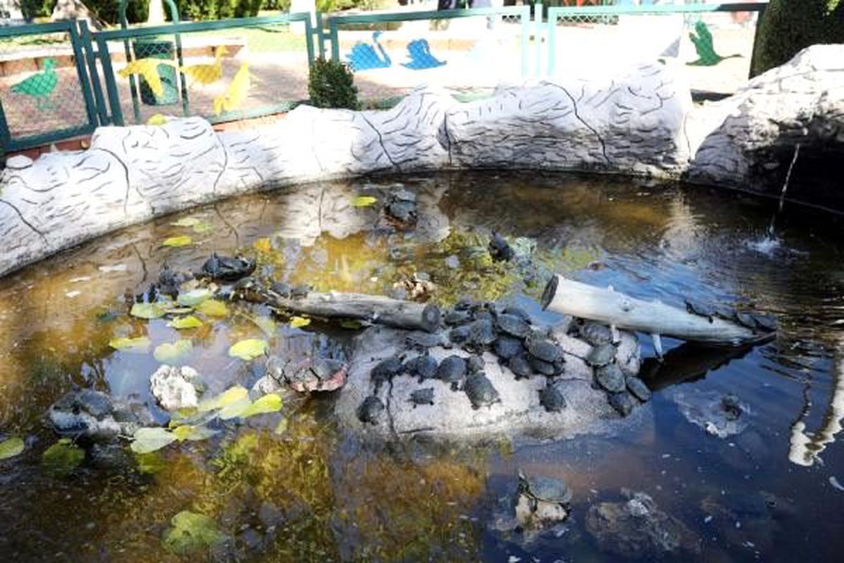 Sınırda yakalanan 3 bin 400 kaplumbağa Gaziantep'e getirildi