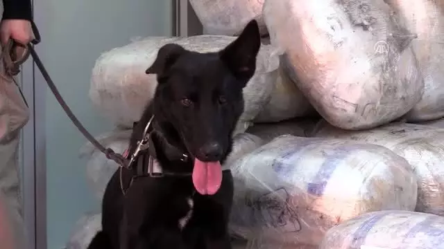 Tırda mobilyalar arasına gizlenmiş 721 kilo 600 gram esrar bulundu (2)