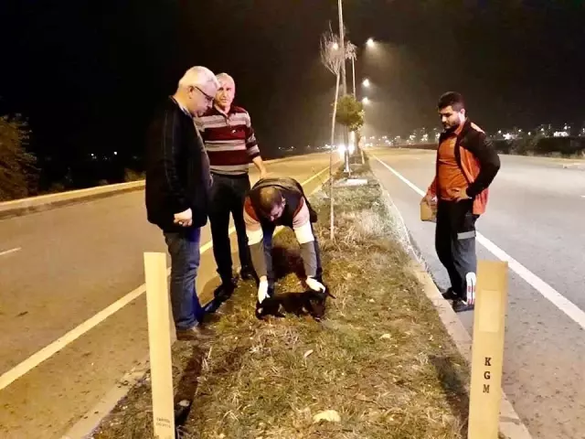 Yaralı köpeği ölmekten okul müdürü kurtardı