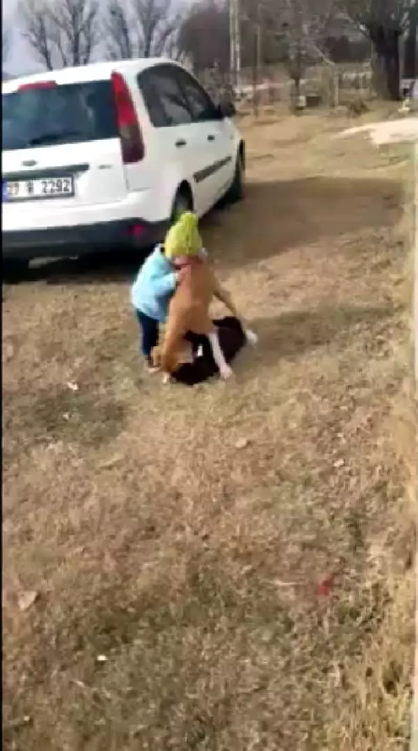 Sokak köpeğini ısırmaya çalışan minik Miraç, güldürdü