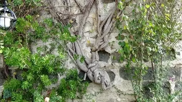 2 bin 500 yıllık Sinop Kalesi, restore edilecek 2 bin 500 yıllık Sinop Kalesi, restore edilecek