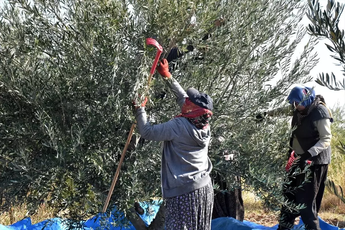 Kahta'da zeytin hasadına başlandı