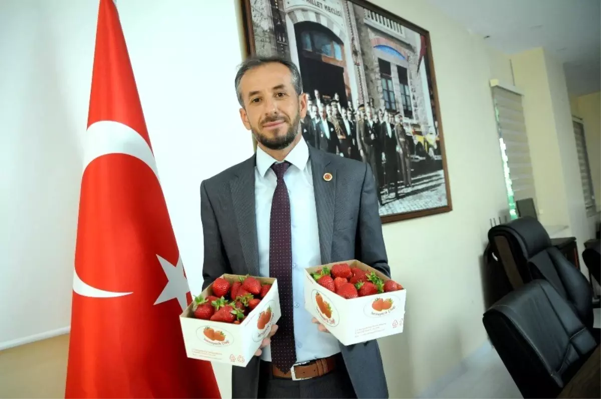 Yalova'da çilekte 500 tonluk rekolte