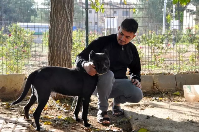 Zincirini kıran köpeğin şoke eden görüntüsü