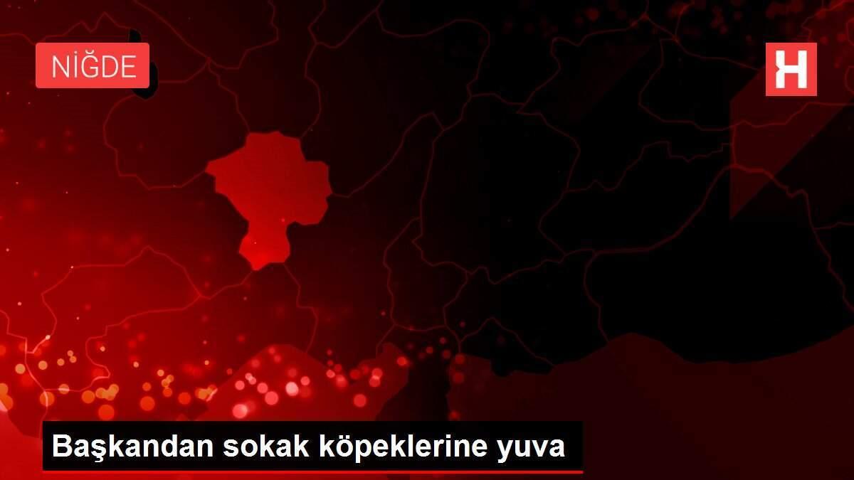 Başkandan sokak köpeklerine yuva