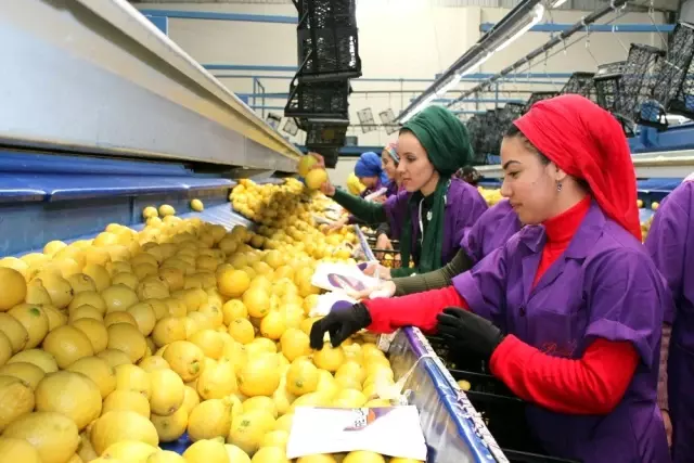 Türk narenciyesi ilk kez Uruguay pazarına giriyor