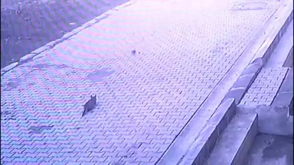 Vicdansız sürücü yavru kediyi ezip kaçtı