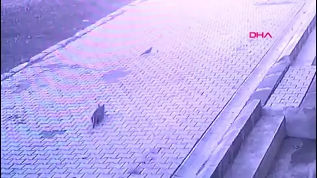 Vicdansız sürücü yavru kediyi ezip kaçtı Vicdansız sürücü yavru kediyi ezip kaçtı