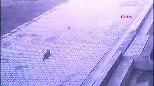 Vicdansız sürücü yavru kediyi ezip kaçtı Vicdansız sürücü yavru kediyi ezip kaçtı