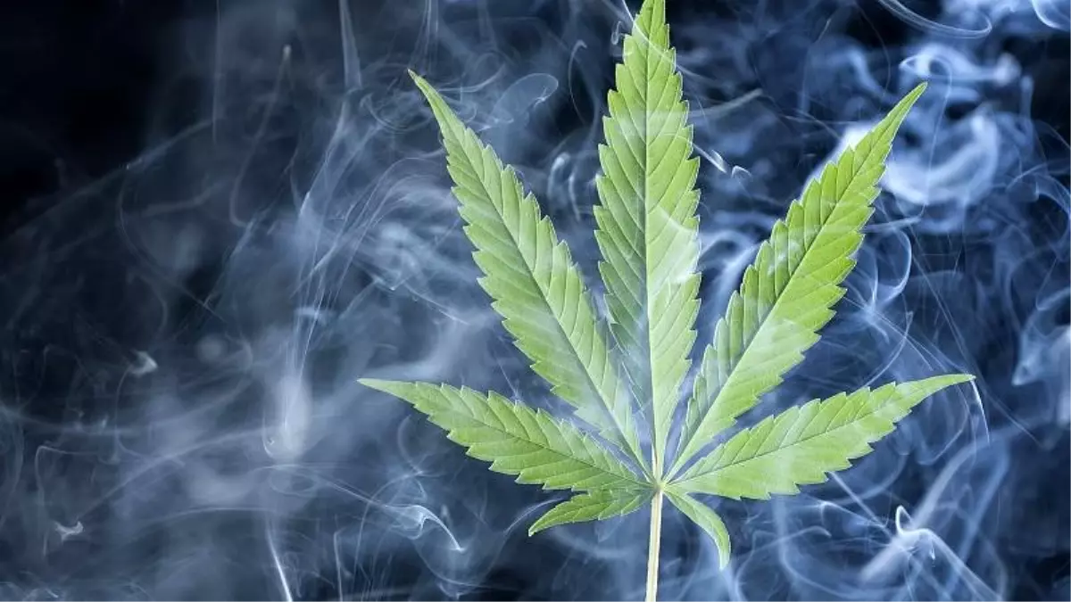 Yoğun esrar kullanımı testis kanseri riskini artırıyor