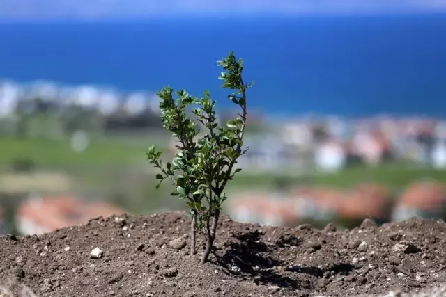 Çeşme'nin dağlarından ve ovalarından sakız damlayacak