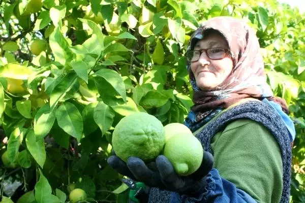 Coğrafi işaretli lamas limonu, üreticinin yüzünü güldürdü