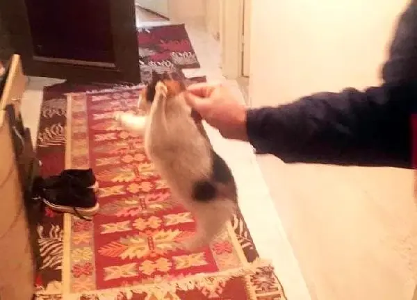 Havalandırma boşluğuna düşen kedi kurtarıldı Havalandırma boşluğuna düşen kedi kurtarıldı