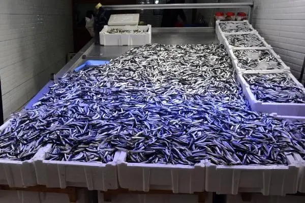 Karadeniz'de fırtına etkili oldu, tezgahlarda balık azaldı
