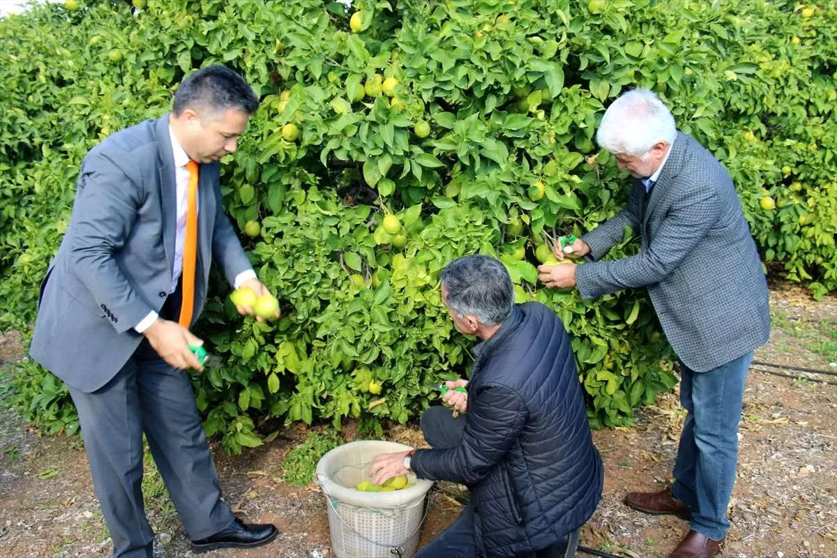 Mersin'de limonun fiyatı üreticiyi sevindirdi