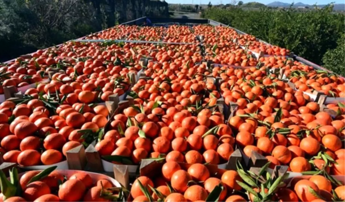 Narenciye ihracatından 560 milyon dolar gelir