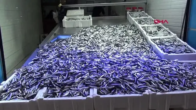 Sinop karadeniz'de fırtına etkili oldu, tezgahlarda balık azaldı