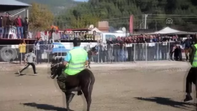 4. Geleneksel Karacaören Karabük Deve güreşleri yapıldı 4. Geleneksel Karacaören Karabük Deve güreşleri yapıldı