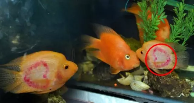 Sırtında kalp şekilleri oluşan balık, öğrenci ve velilerin ilgi odağı oldu