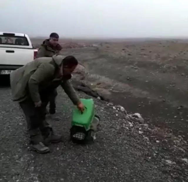 Baykuş yırtıcısı doğaya salındı