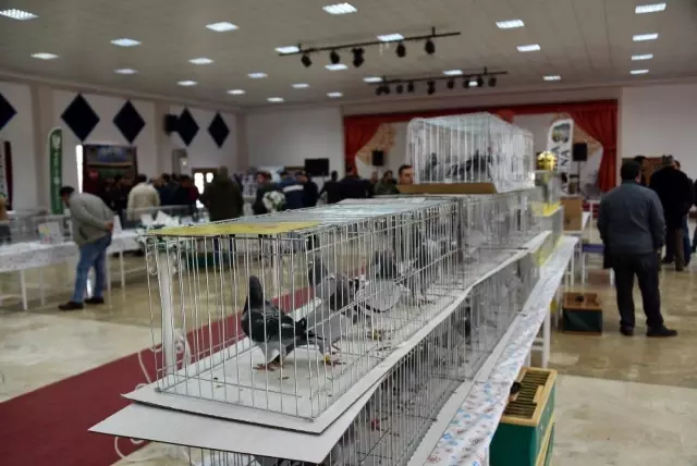 Güvercin severleri buluşturan fuar
