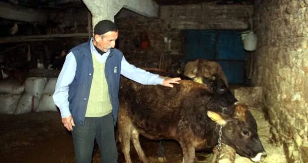 Jandarmadan 'Başıboş gezen ineğe trafik cezası' başlıklı haberlere ilişkin açıklama yapıldı