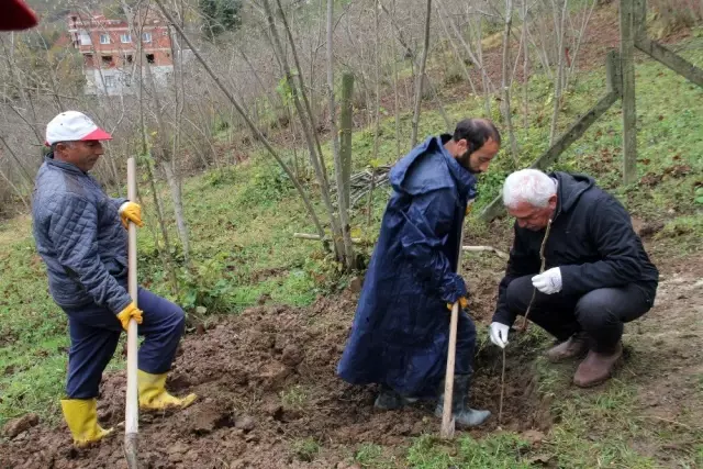 Trabzon'da 7 bin fındık fidanı tek gövdeli dikildi