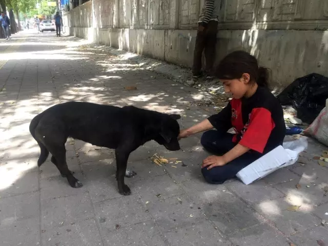 Kağıtçı küçük kız yiyeceğini sokak köpeğiyle paylaştı Kağıtçı küçük kız yiyeceğini sokak köpeğiyle paylaştı