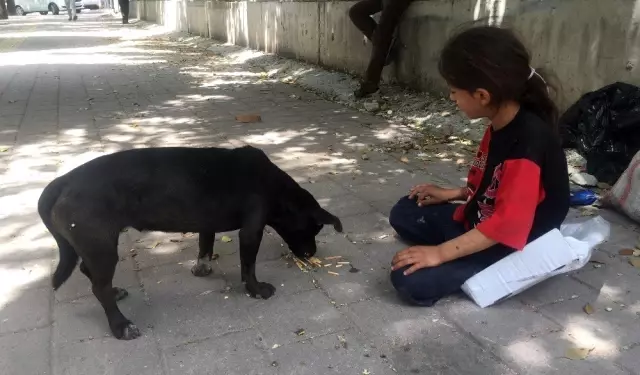 Kağıtçı küçük kız yiyeceğini sokak köpeğiyle paylaştı Kağıtçı küçük kız yiyeceğini sokak köpeğiyle paylaştı