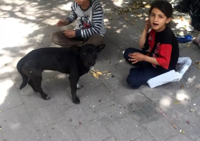 Kağıtçı küçük kız yiyeceğini sokak köpeğiyle paylaştı Kağıtçı küçük kız yiyeceğini sokak köpeğiyle paylaştı