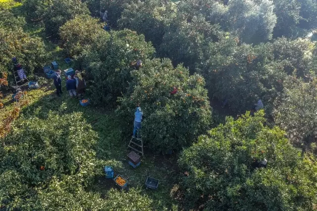 50 yıl önce Balıkesir'de hobi diye başlayan mandalina üretimi dev bir sektör oldu