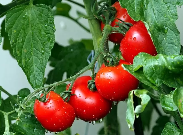 Rüyada soğan görmek ne anlama gelir? Rüyada domates görmek ne anlama gelir? Rüyada patates görmek ne anlama gelir? Rüyada salatalık görmek ne anlamda?