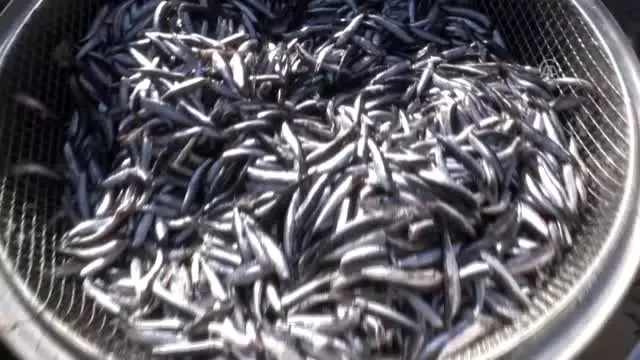 Artvin'deki şenlikte yarım ton hamsi tüketildi Artvin'deki şenlikte yarım ton hamsi tüketildi